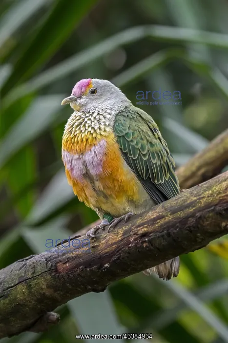  : Rose-crowned fruit dove (Ptilinopus regina), pink-capped f