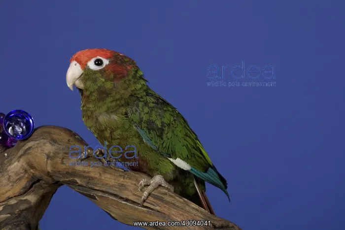 : Rose-Crowned Parakeet : Rose-Crowned Parakeet