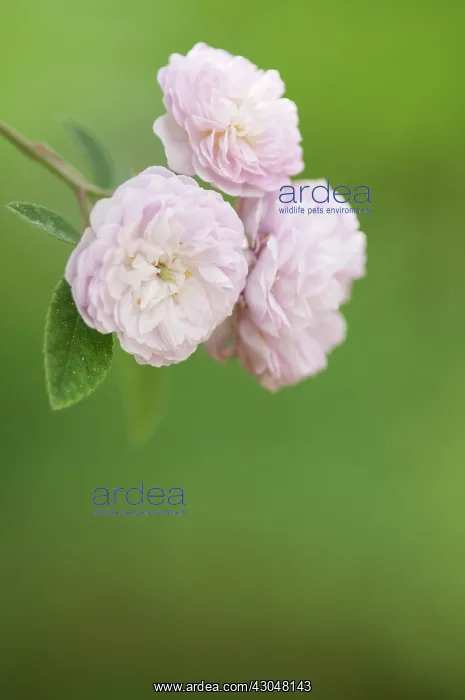 : Rose, Damask rose, Rosa damascena : Rose, Damask rose, Rosa damascena