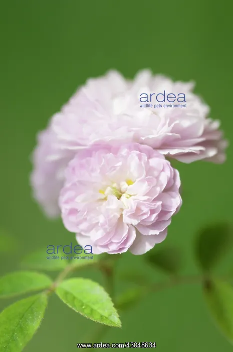 : Rose, Damask rose, Rosa damascena : Rose, Damask rose, Rosa damascena