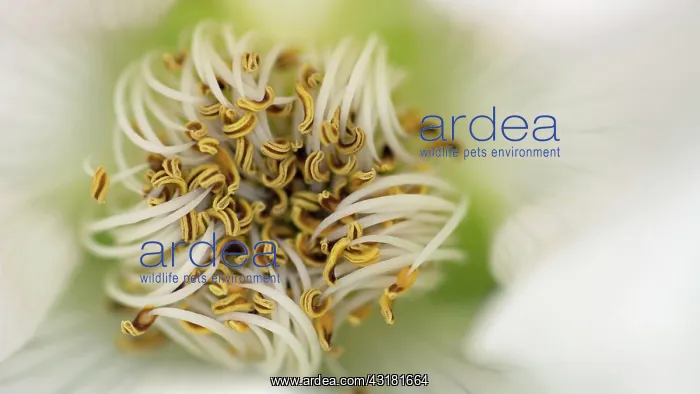 : Rose, Dog rose, Rosa canina, Overhead macro view : Rose, Dog rose, Rosa canina, Overhead macro view