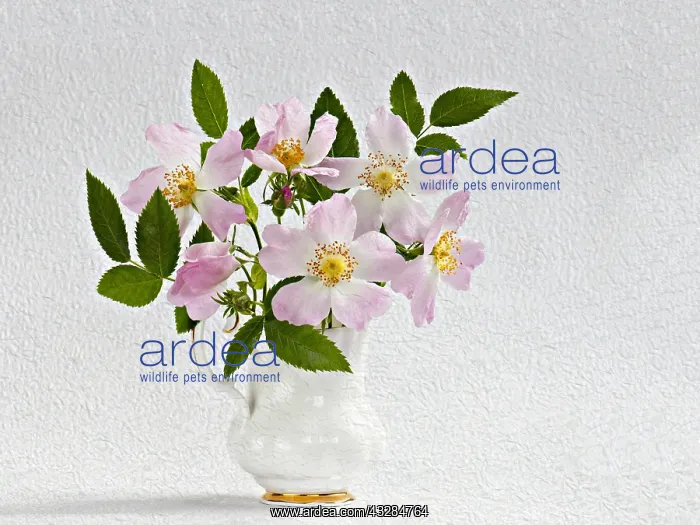 : Rose, Dog rose, Rosa canina posy in jug vase. Artistic : Rose, Dog rose, Rosa canina posy in jug vase. Artistic