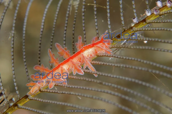 : Rose Doto Nudibranch : Rose Doto Nudibranch