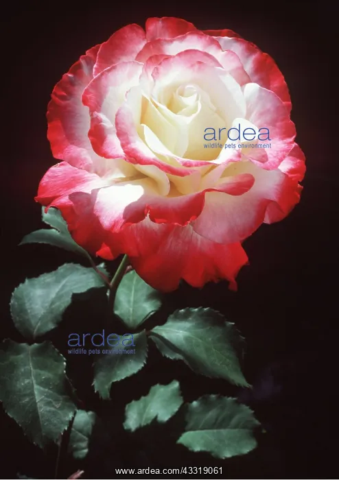 : ROSE - Double Delight : ROSE - Double Delight