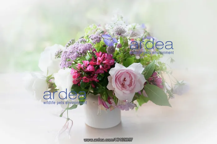 : Rose, Escallonia. Yarrow and Astrantia, bunch of cottage gar : Rose, Escallonia. Yarrow and Astrantia, bunch of cottage gar