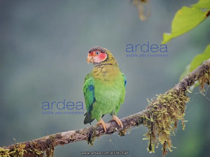 : Rose Faced Parrot Pyrilia pulchra Ecuador BI0385 : Rose Faced Parrot Pyrilia pulchra Ecuador BI0385
