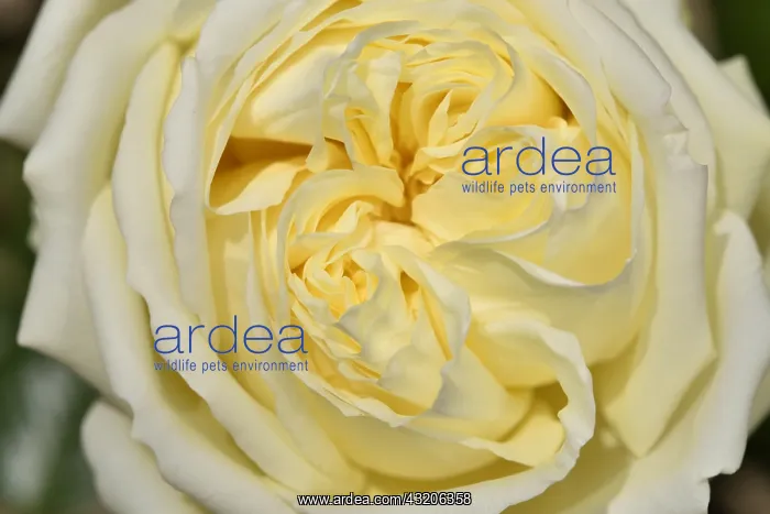 : Rose Flower The Alcazar, breeder: Hans J&, x329e5ba0;Evers : Rose Flower The Alcazar, breeder: Hans J&, x329e5ba0;Evers