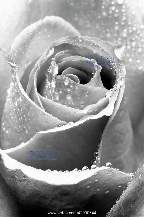 : Rose Flower - Close up