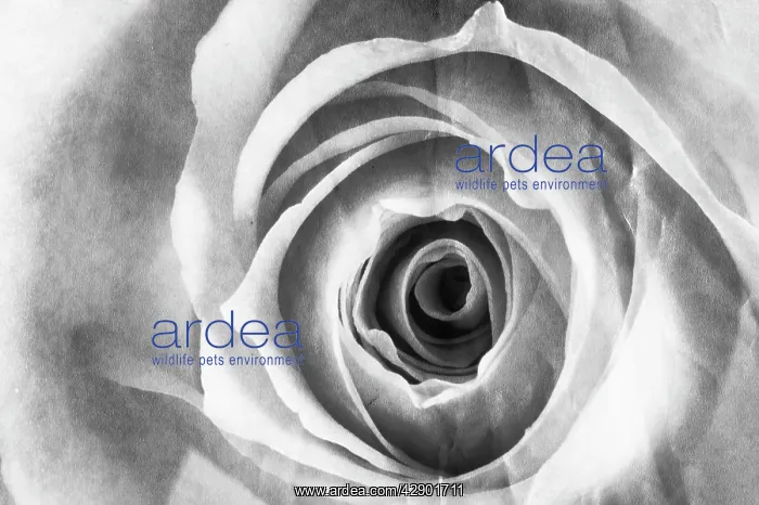 : Rose Flower - close up : Rose Flower - close up