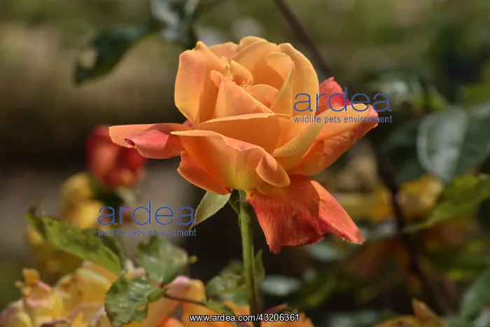 : Rose Flower Sutter's Gold, Cl. Breeder: O.L : Rose Flower Sutter's Gold, Cl. Breeder: O.L