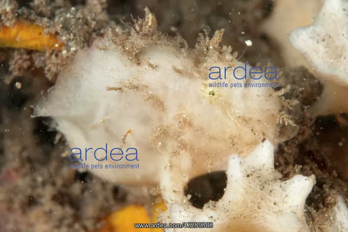: Rose Frogfish - luring while being camouflaged next : Rose Frogfish - luring while being camouflaged next