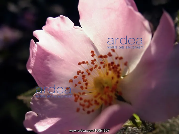 : Rose, Gallic rose, Rosa gallica : Rose, Gallic rose, Rosa gallica