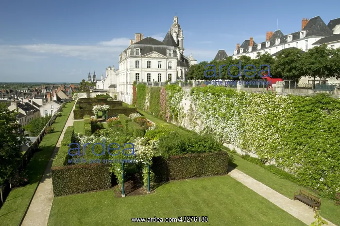 : Rose garden of the bishop's terraces in Blois, France : Rose garden of the bishop's terraces in Blois, France