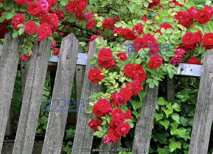 : Rose garden - picket fence overgrown by a bush of red roses : Rose garden - picket fence overgrown by a bush of red roses