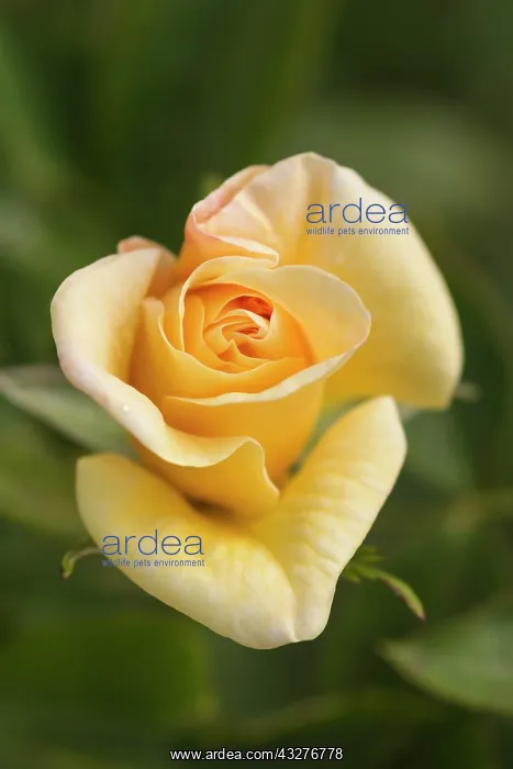 : Rose, Goldbusch rose, Rosa Goldbusch, Yellow : Rose, Goldbusch rose, Rosa Goldbusch, Yellow