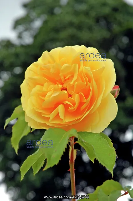  : Rose - Graham Thomas