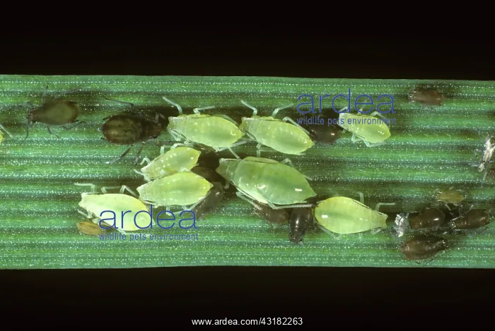 : Rose grain aphids on a barley leaf : Rose grain aphids on a barley leaf