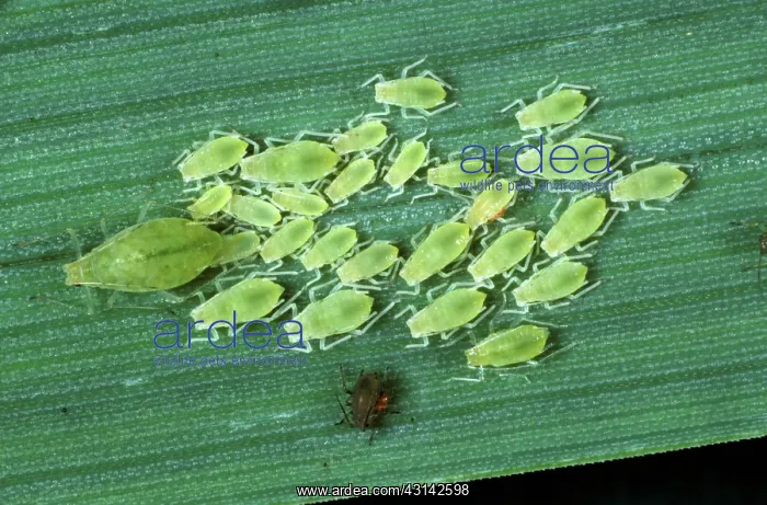 : Rose-grain aphids (Melapolophium dirhodum) : Rose-grain aphids (Melapolophium dirhodum)