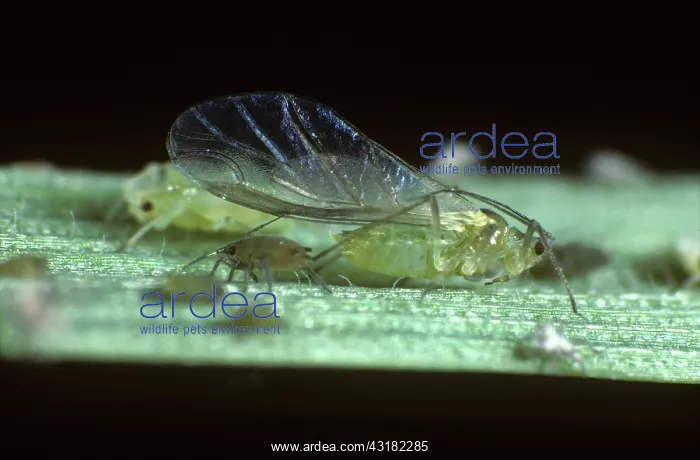 : Rose grain aphids winged alate : Rose grain aphids winged alate