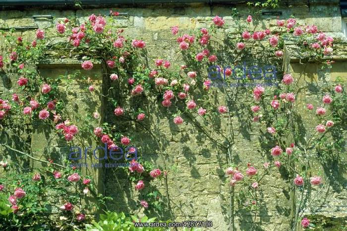  : Rose - growing against old climbing wall