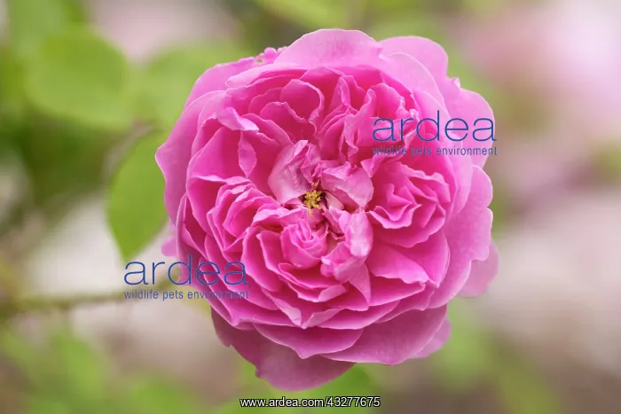  : Rose Harlow Carr, Rosa Harlow Carr, Pink subject