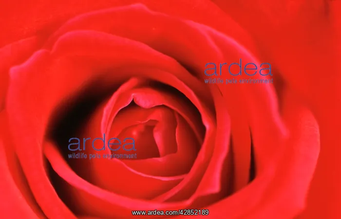  : ROSE - heart of red rose
