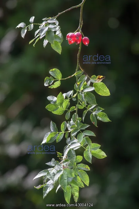  : Rose Hip