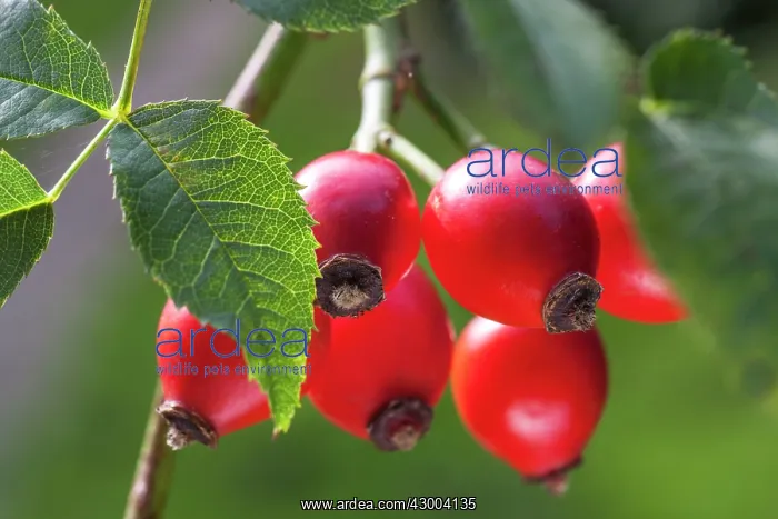  : Rose Hip