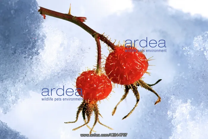  : Rose hip - frozen