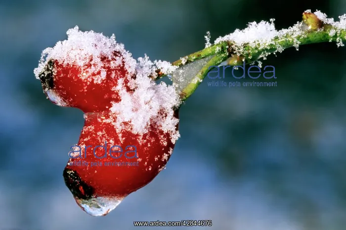  : Rose hip - frozen in garden
