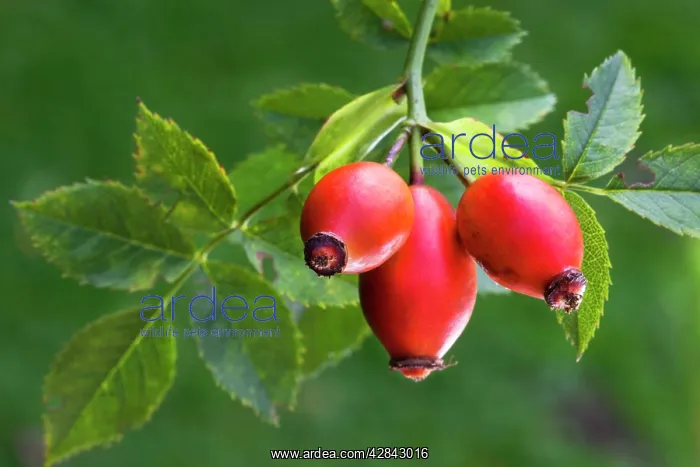  : Rose hip or Rose Haw