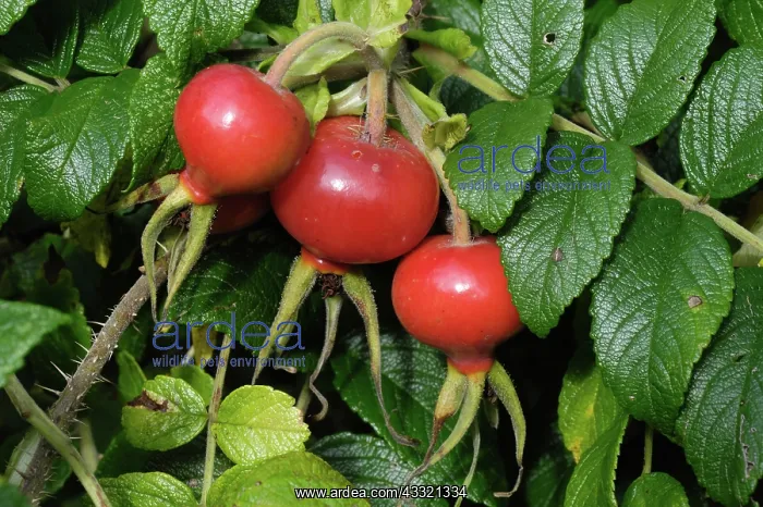 : Rose hips. Ripe large rose hip of Rosa rugosa rubra ornamental : Rose hips. Ripe large rose hip of Rosa rugosa rubra ornamental