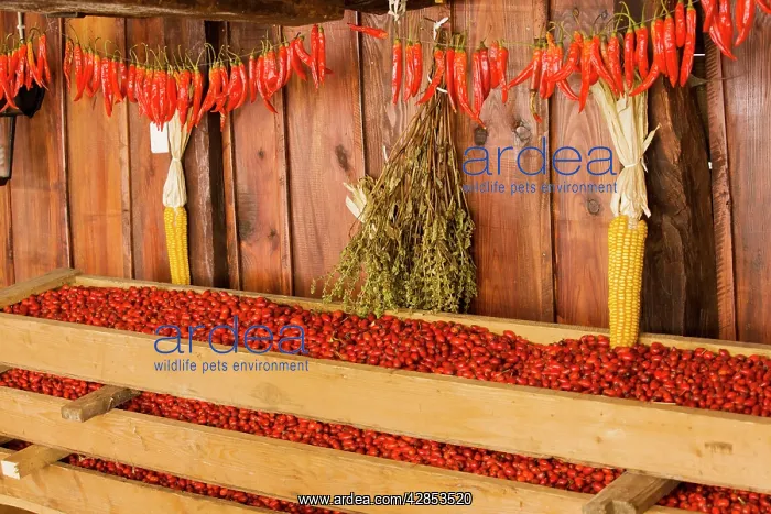 : Rose-hips collected for drying for use in herbal : Rose-hips collected for drying for use in herbal