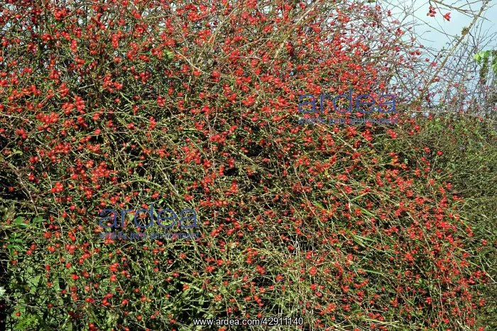 : Rose Hips - fruits of Dog Rose in hedgerow, autumn : Rose Hips - fruits of Dog Rose in hedgerow, autumn