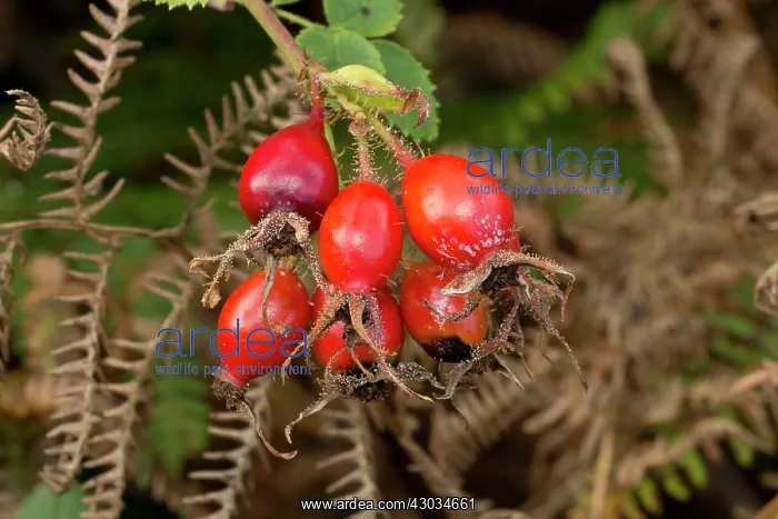  : Rose-hips Hips of Sweet-briar Autumn