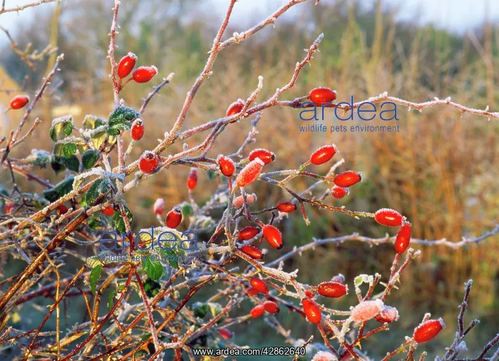 : Rose Hips - with hoar frost : Rose Hips - with hoar frost