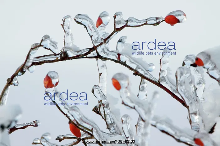 : Rose Hips - on ice covered wild rose branch in winter : Rose Hips - on ice covered wild rose branch in winter