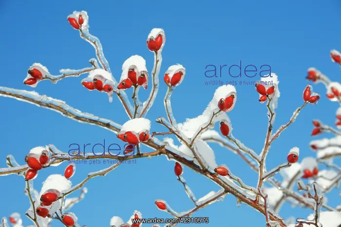 : Rose Hips - on snow and ice covered wild rose branch : Rose Hips - on snow and ice covered wild rose branch