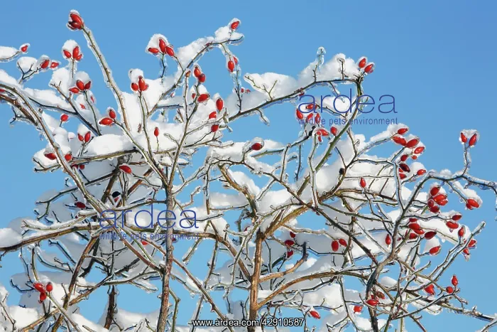 : Rose Hips - on snow and ice covered wild rose branch : Rose Hips - on snow and ice covered wild rose branch