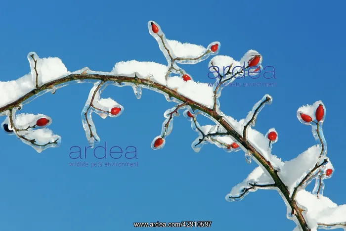 : Rose Hips - on snow and ice covered wild rose branch : Rose Hips - on snow and ice covered wild rose branch