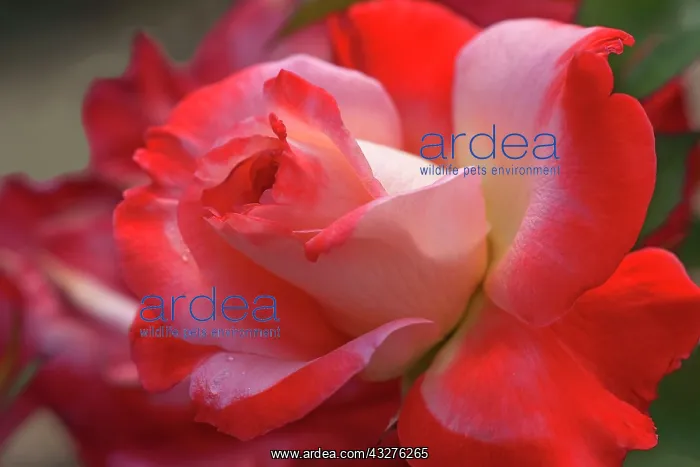 : Rose, Hybrid Tea Rose, Rosa x hybrida : Rose, Hybrid Tea Rose, Rosa x hybrida
