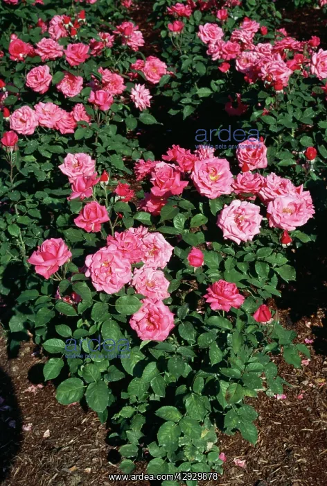  : ROSE - Hybrid Tea shrub rose Electron