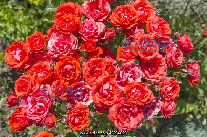  : Rose la sevillana, Norfolk UK