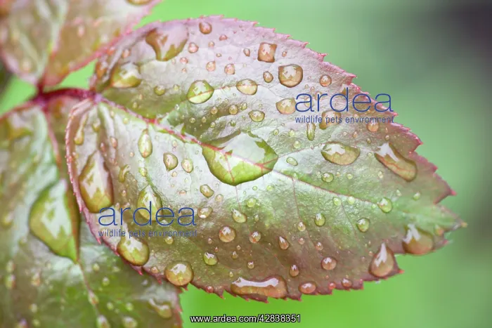 : Rose Leaf - covered in rain drops : Rose Leaf - covered in rain drops