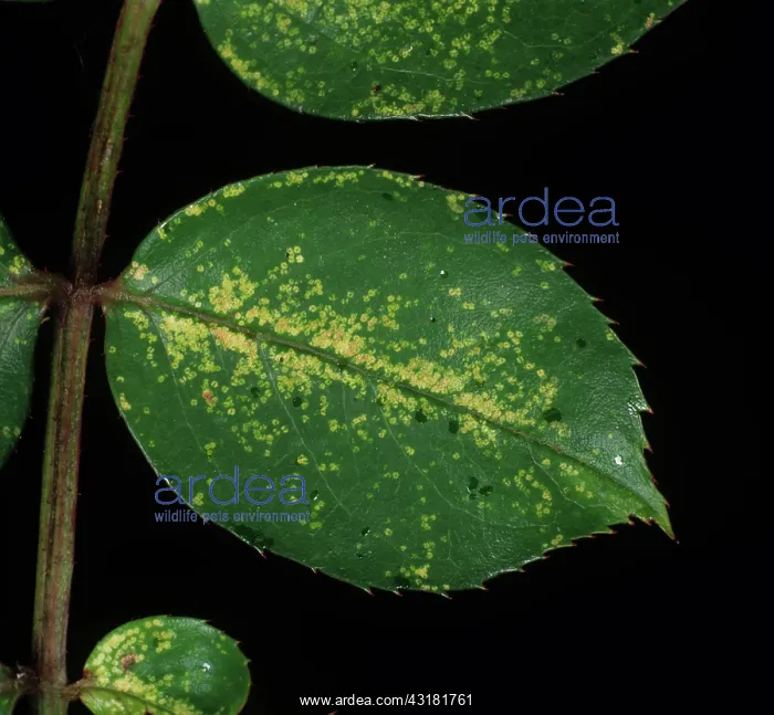 : Rose Leafhopper damage to rose leaf : Rose Leafhopper damage to rose leaf