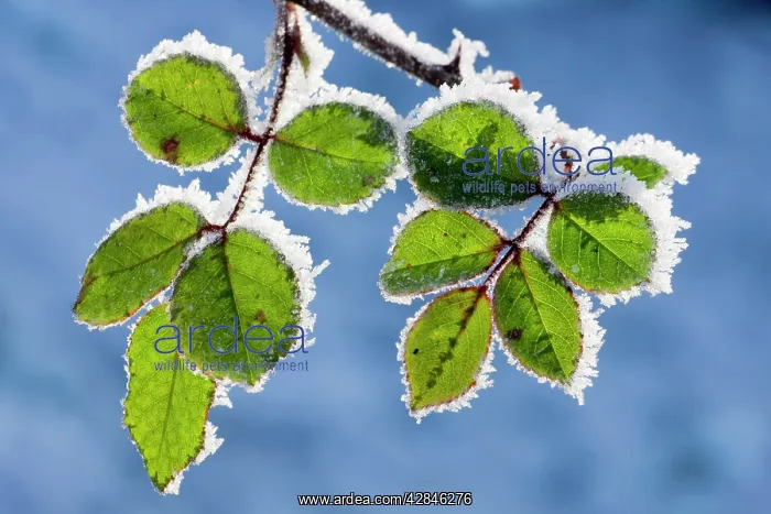  : Rose - leaves covered in winter