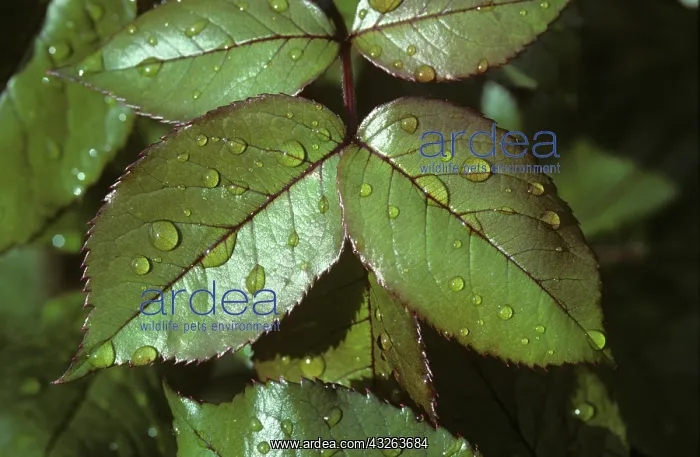 : Rose leaves with rain droplets : Rose leaves with rain droplets