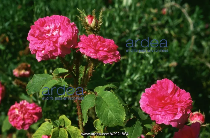 : Rose - Little Gem : Rose - Little Gem
