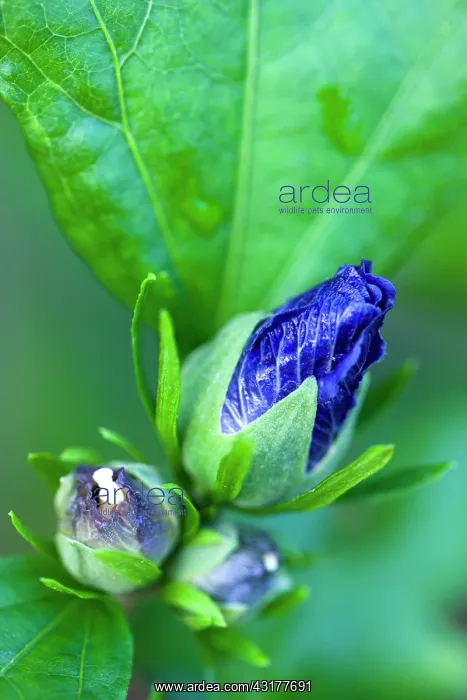 : Rose mallow Blue Bird, Hibiscus syriacus Oiseau : Rose mallow Blue Bird, Hibiscus syriacus Oiseau
