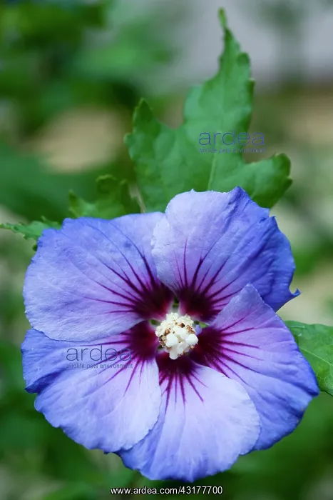 : Rose mallow Blue Bird, Hibiscus syriacus Oiseau : Rose mallow Blue Bird, Hibiscus syriacus Oiseau
